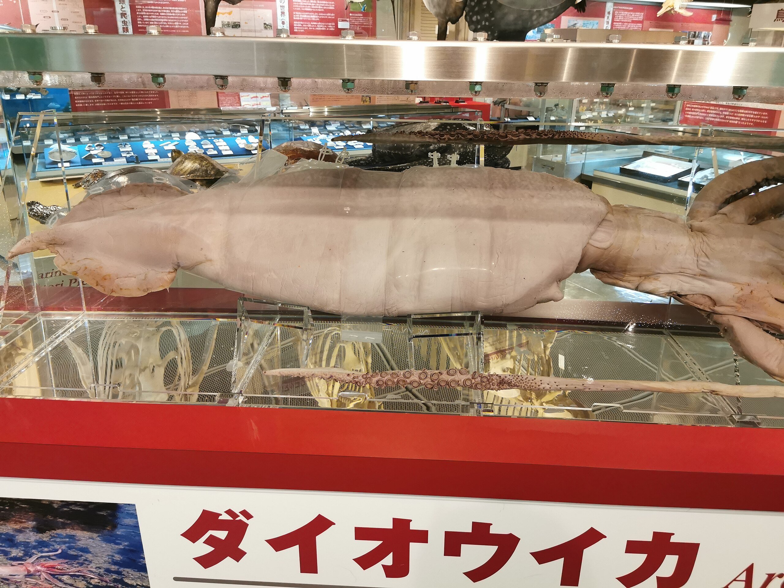 🏛️ 돗토리 현립 박물관 이미지 7